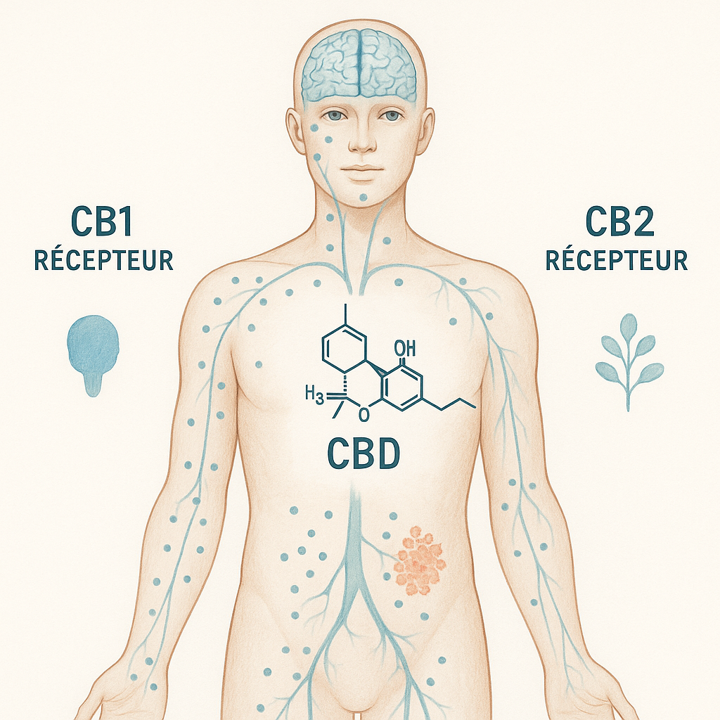 Illustration schématique du système endocannabinoïde et du CBD
