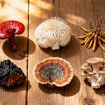 Collection de six champignons médicinaux adaptogènes colorés et texturés arrangés sur une surface en bois naturel