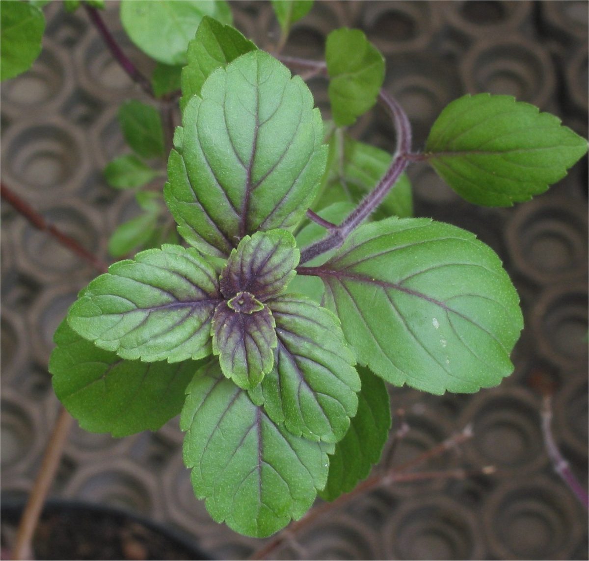 Basil leaves (Ocimum basilicum) ready to be picked