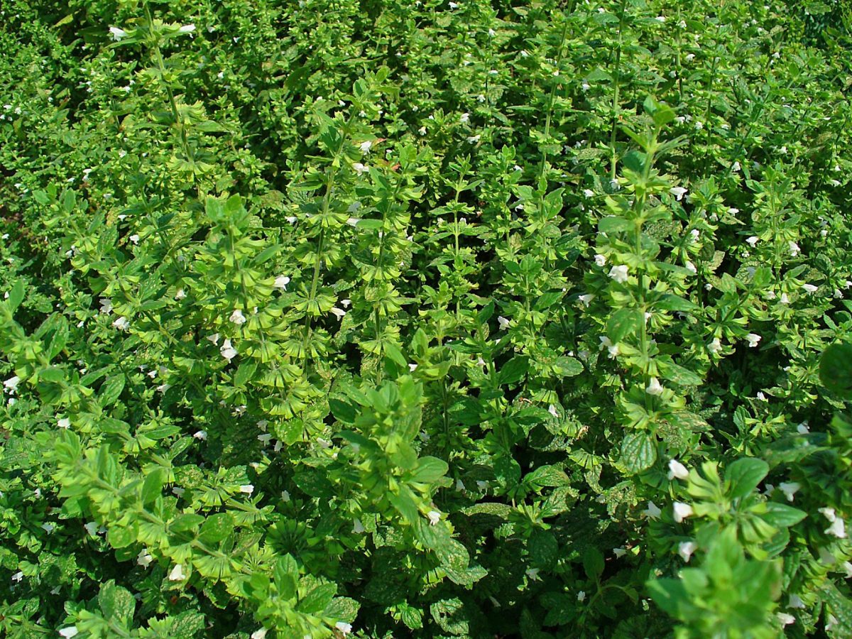 Lemon balm (Melissa officinalis) foliage with lemon scent