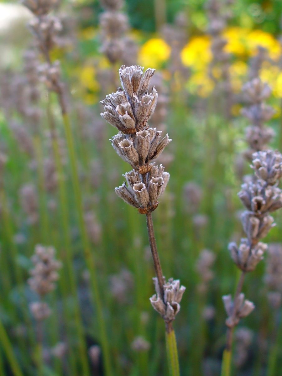 Blütenähren von echtem Lavendel (Lavandula angustifolia) im Garten
