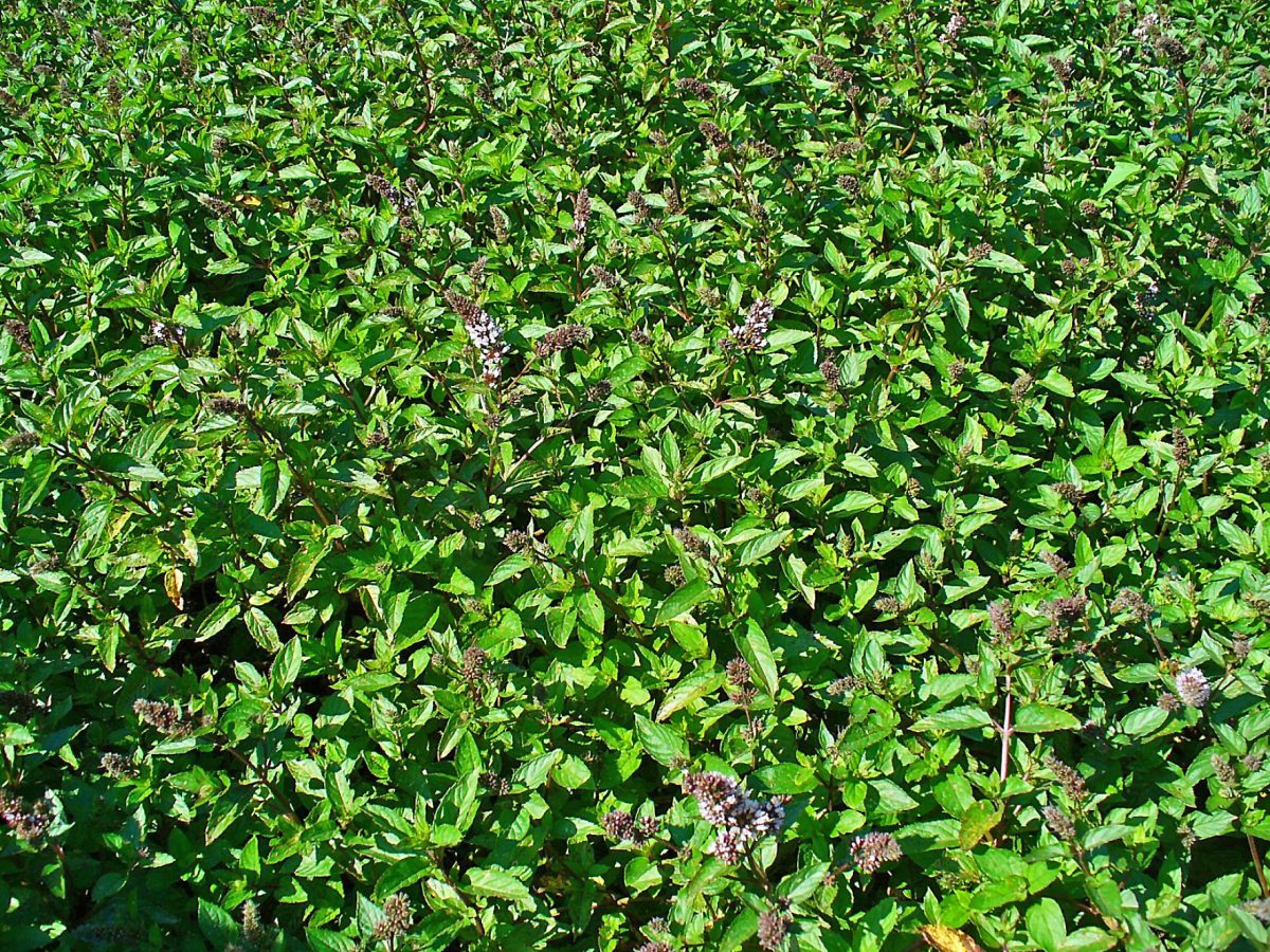 Pfefferminze (Mentha × piperita) mit dunkelgrünem Laub