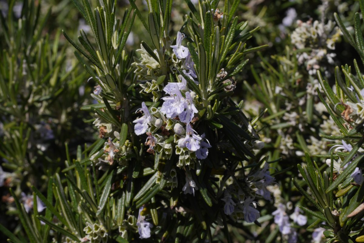 Rosmarin (Salvia rosmarinus) mit blauer Blüte