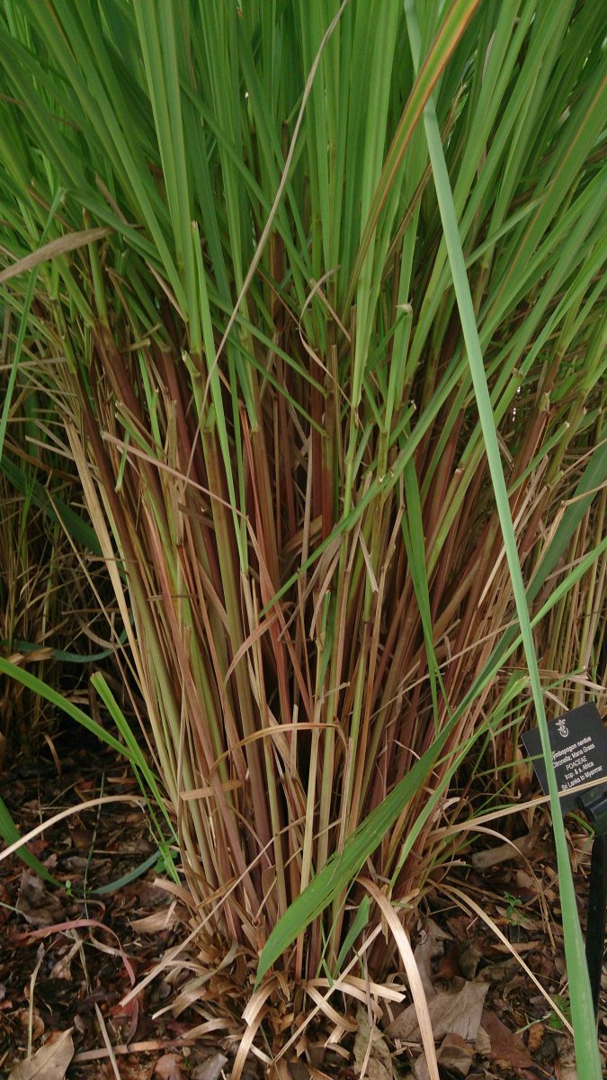 Clumps of citronella ready to be divided and replanted in mosquito-repellent pots