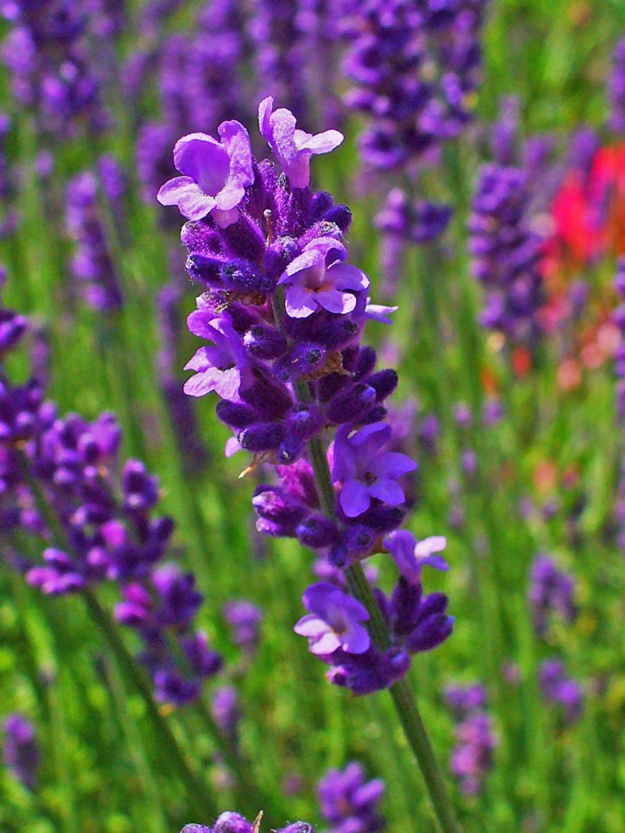 True lavender in a bed around an outdoor dining area