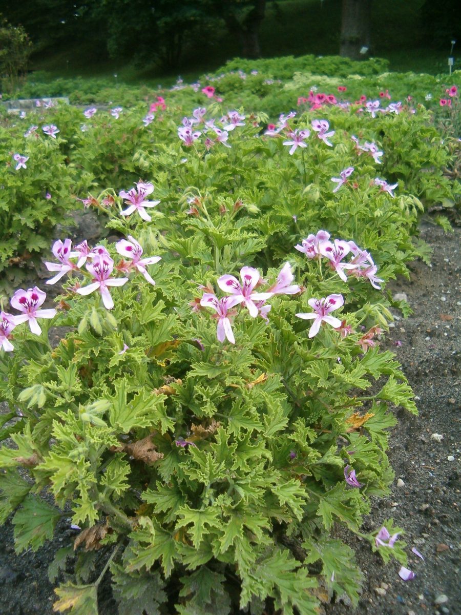 Lemon-scented geranium, Citronella cultivar with strongly scented foliage